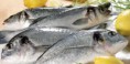 /album/galerie-de-photos-poissonnerie/prodcat-gfd-20131213152117-jpg/