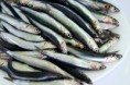 /album/galerie-de-photos-poissonnerie/msc-jpg/