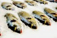 /album/galerie-de-photos-poissonnerie/a527418-501671629861594-404074123-n-jpg/