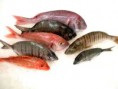 /album/galerie-de-photos-poissonnerie/a547572-453050911390333-1178583572-n-jpg/