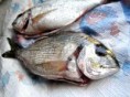 /album/galerie-de-photos-poissonnerie/a600765-453050738057017-79542013-n-jpg/