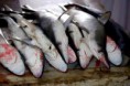 /album/galerie-de-photos-poissonnerie/a554378-453050628057028-610878567-n-jpg/