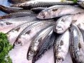 /album/galerie-de-photos-poissonnerie/a392419-453050464723711-1726309865-n-jpg/