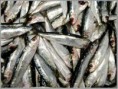 /album/galerie-de-photos-poissonnerie/a527594-453050371390387-1449450241-n-jpg/
